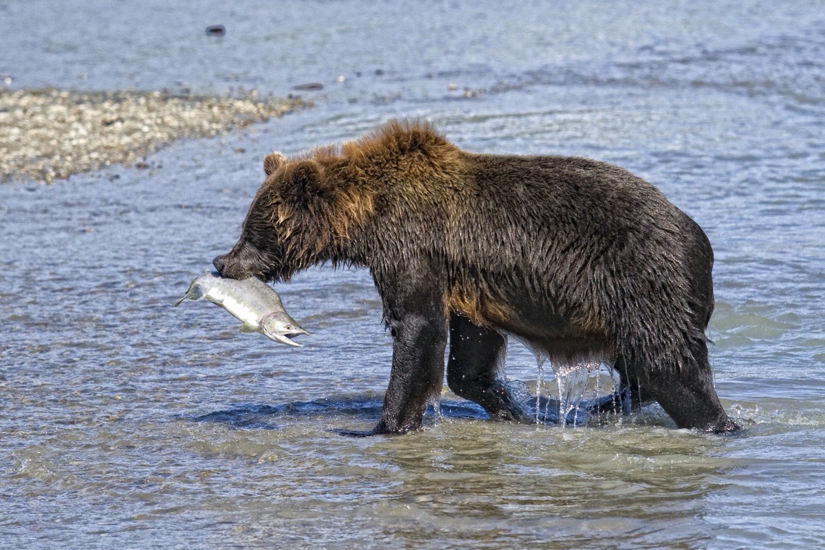 A brown bear catching a salmon in a river in Southeast Alaska