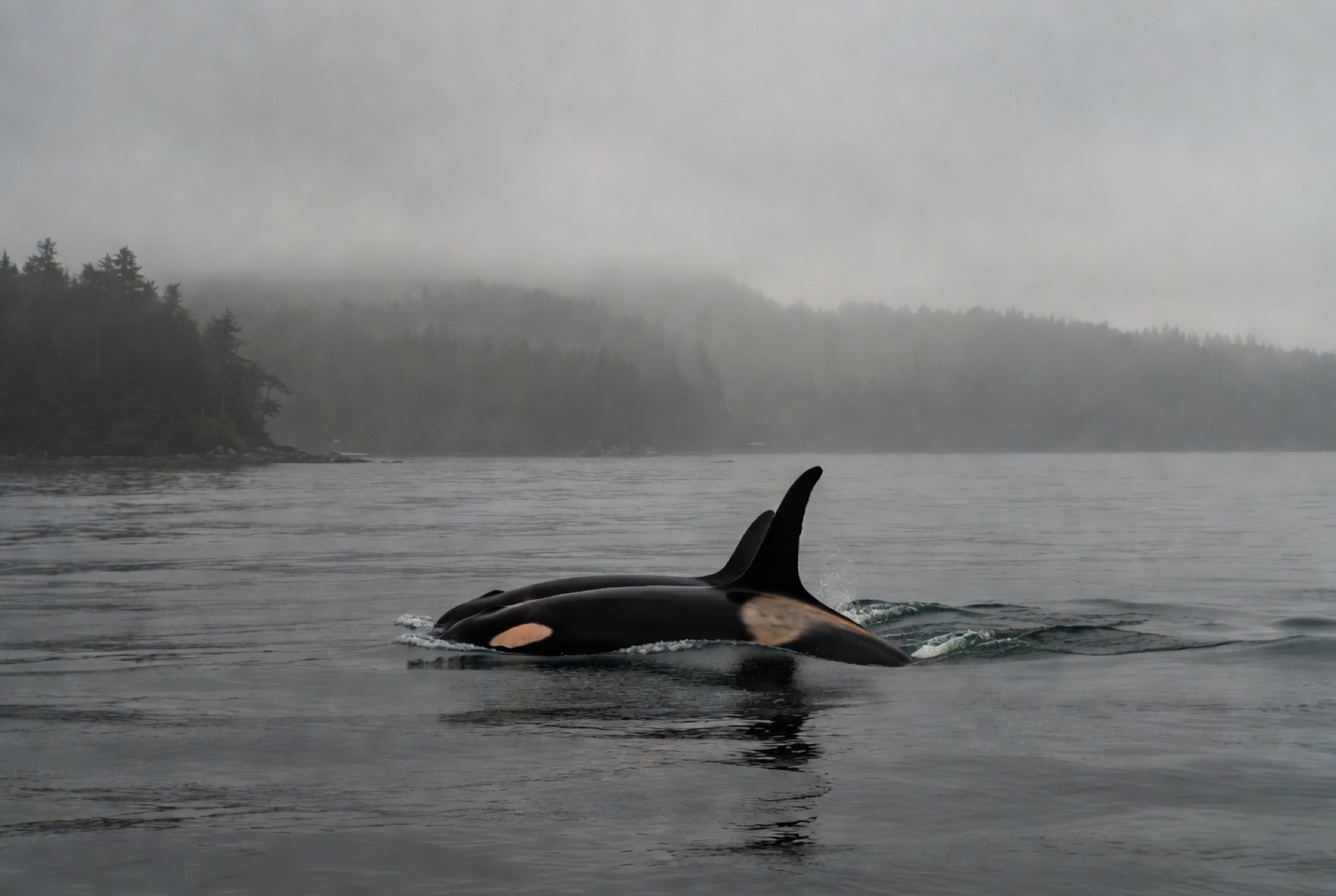 Orcas in the fog, Southeast Alaska