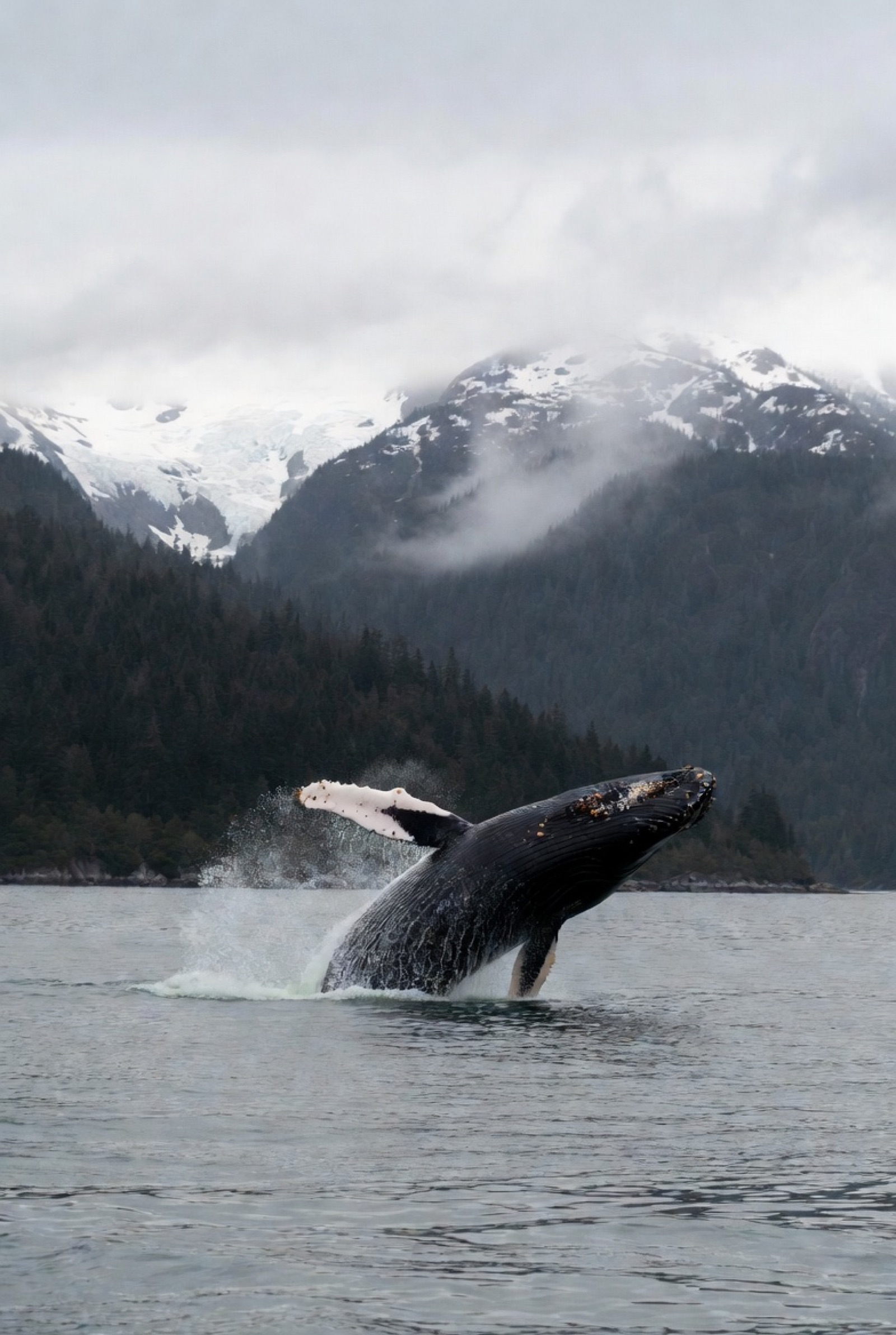 Humpback whale breaching in Southeast Alaska