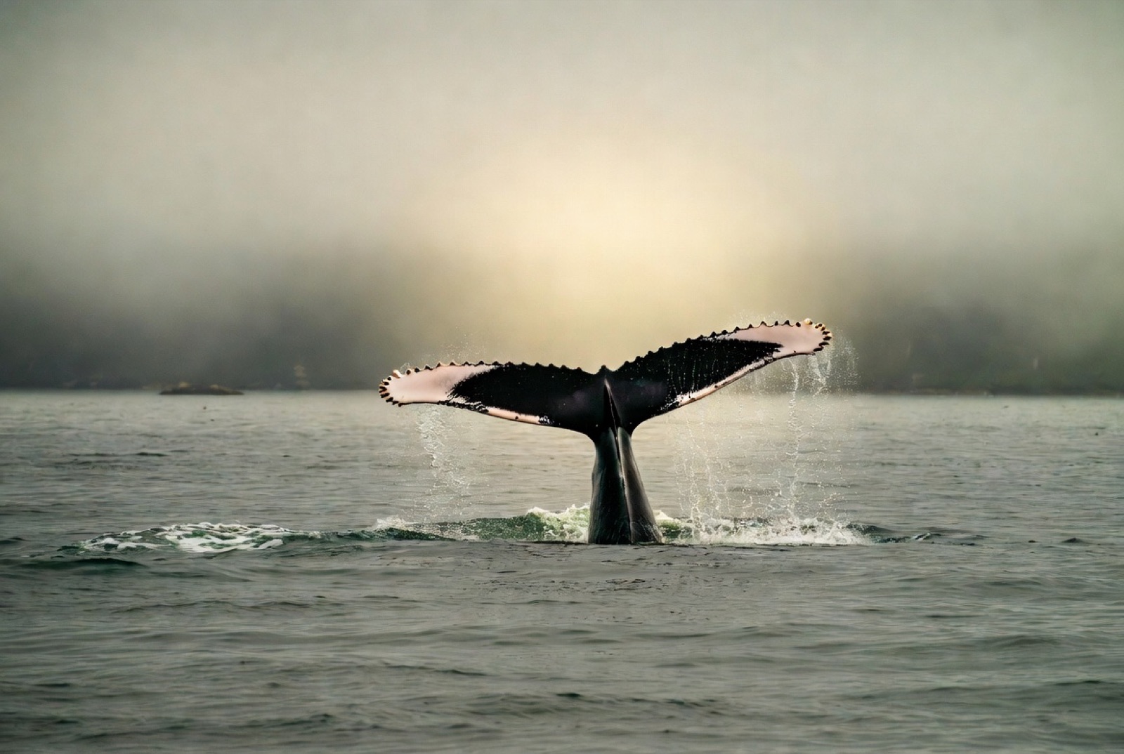 Whale tail in golden light